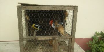 Secuestraron aves silvestres\u002E (Policía de Salta)