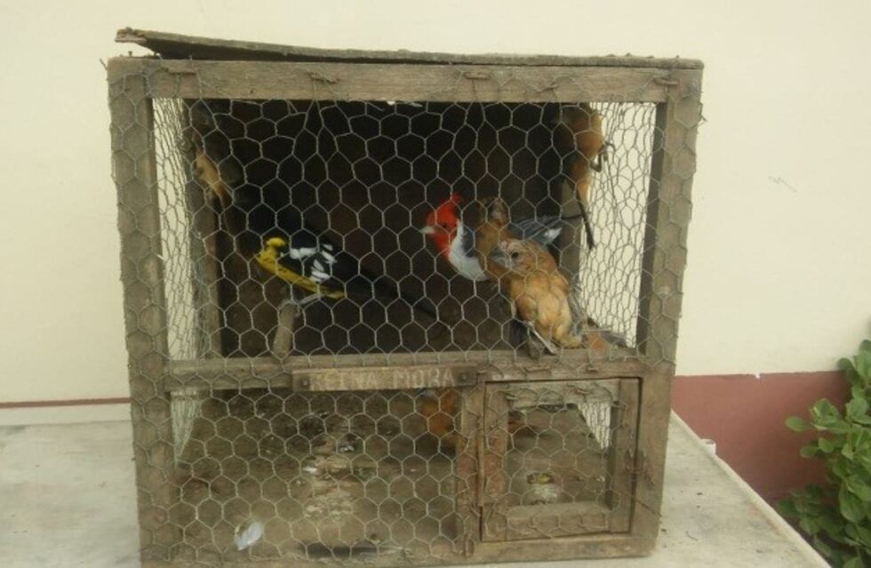 Rescataron aves del tráfico ilegal
