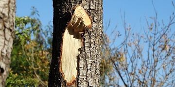 Las podas y extracciones indebidas podrán ser sancionadas con fuertes multas en Villa general Belgrano\u002E