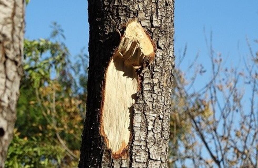 Extracciones y podas indebidas de árboles pueden costar hasta $60 mil