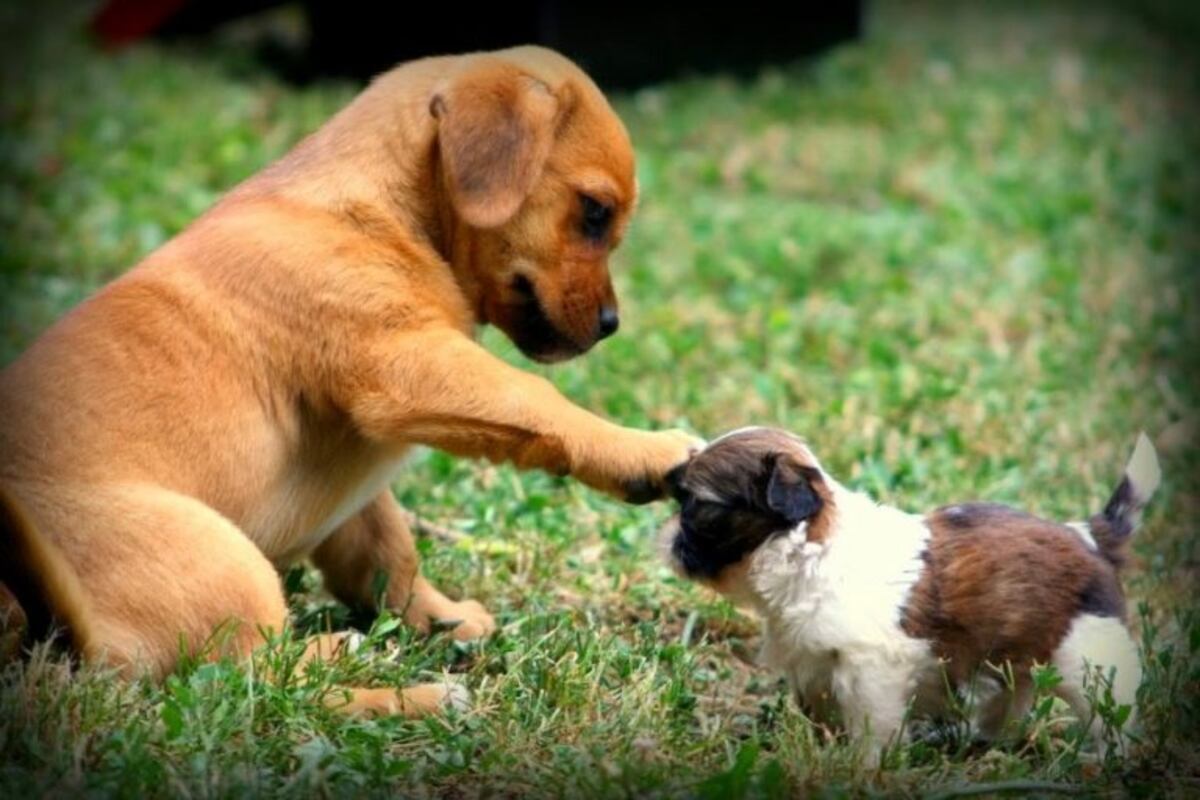 El video de un perro que se emociona cuando recibe a un \