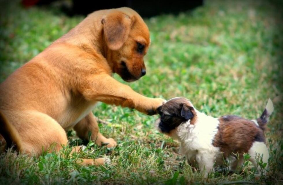 El video de un perro que se emociona cuando recibe a un "hermanito"