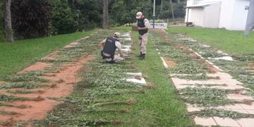 Prefectura Naval incautó 1800 plantas de marihuana\u002E