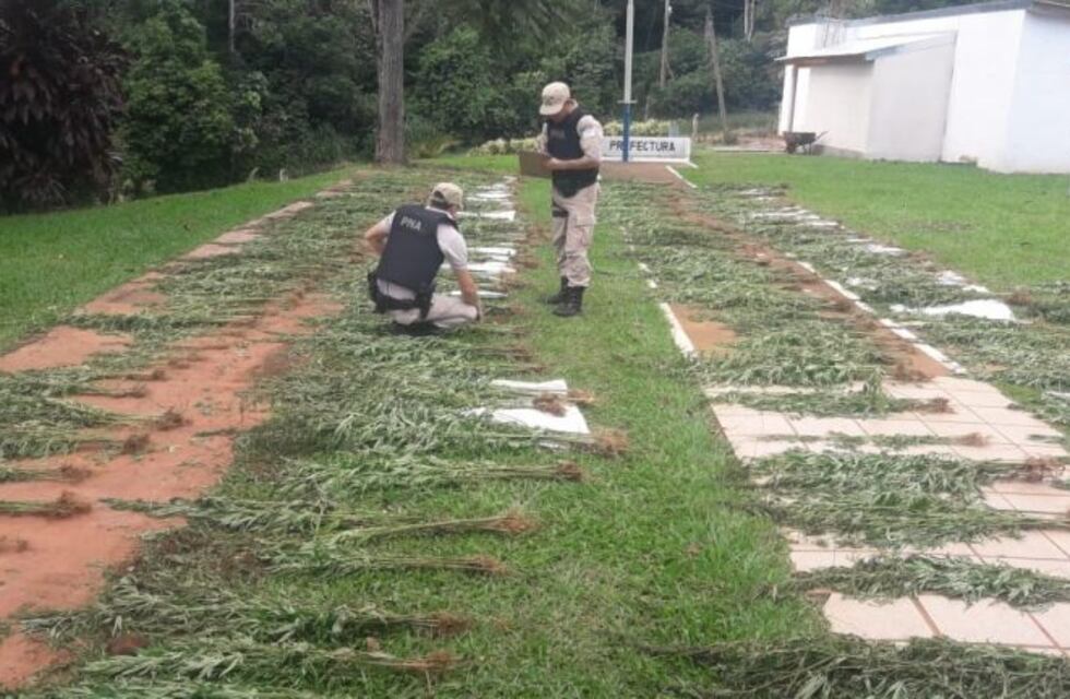 Prefectura incautó 1.800 plantas de marihuana escondidas en la selva