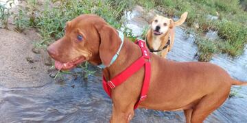 Perdió sus dos ojos y adoptó una compañera para que sea su guía.