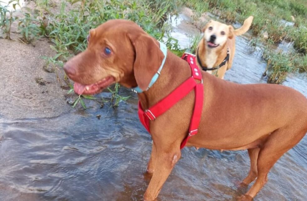 La historia de “Moly”: una perrita de Córdoba que quedó ciega y adoptó una compañera de guía