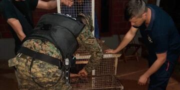 Carpincho apareció en una vivienda en San Vicente.