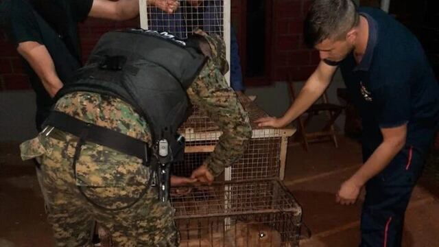 Carpincho apareció en una vivienda en San Vicente.