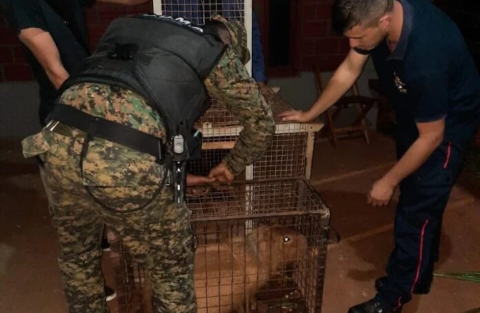 Carpincho apareció en una vivienda en San Vicente