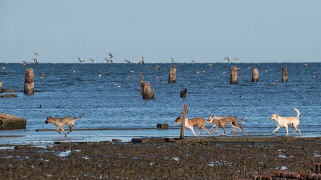 Perros en la costa, la principal problemática - ONG Aves Argentinas