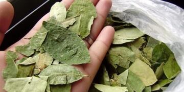 Hojas de coca