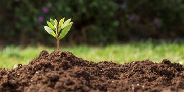 Día Mundial del Medio Ambiente 2020