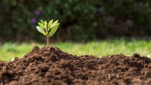 Día Mundial del Medio Ambiente 2020