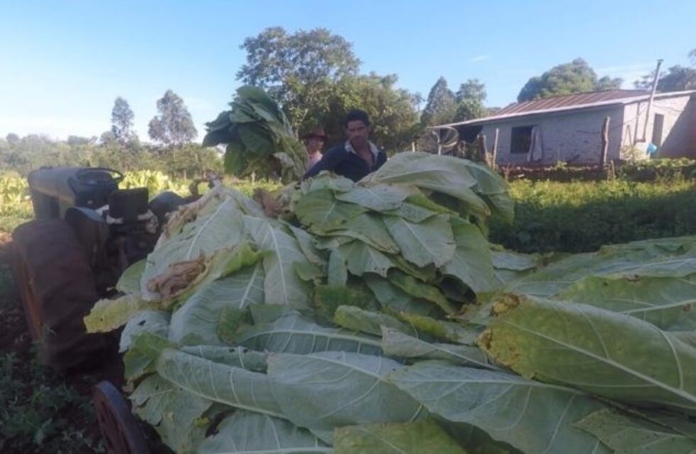 Fondo Especial del Tabaco: Misiones le solicitó a Nación que agilice los pagos