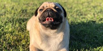 Berlina es una Pug Carlino de casi tres años\u002E