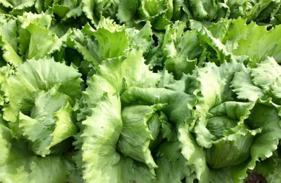 El precio de la lechuga se disparó y el kilo ya cuesta $180