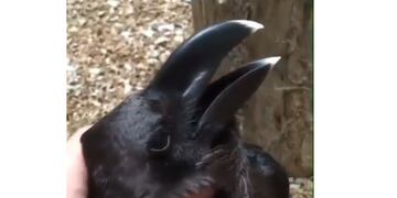 Una nueva ilusión óptica es furor en las redes sociales\u002E (Web)