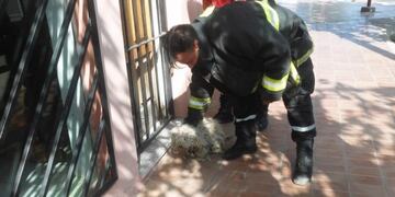 El caniche estaba atado a la reja de una casa\u002E