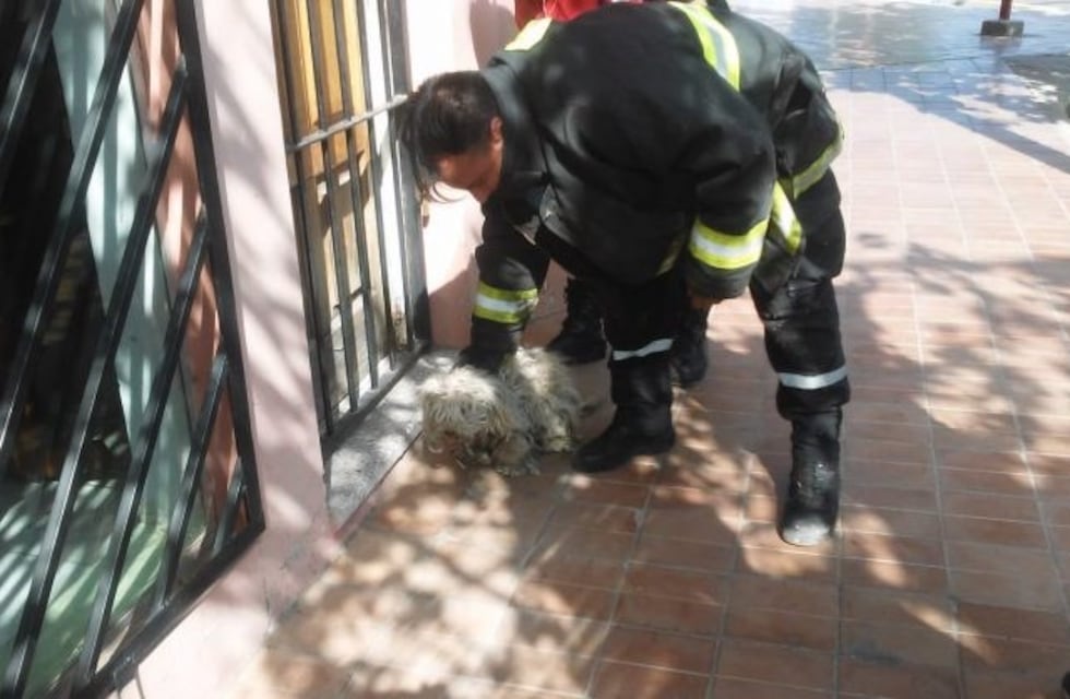 Rescataron a un caniche que llevaba tres días atado con un alambre