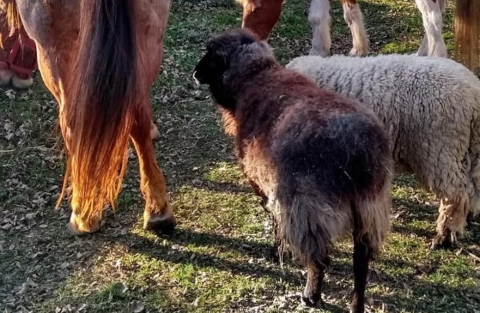 Siguen la matanza de los animales en los campos cercanos a Rafaela