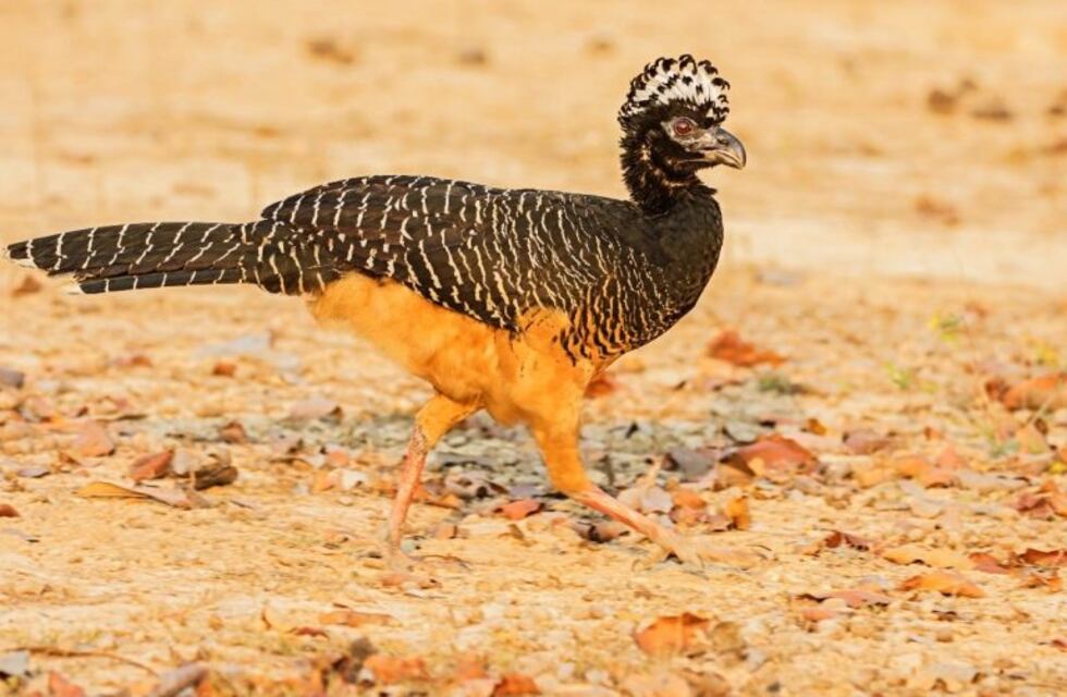 SENASA fiscaliza el regreso del Muitú, pava de monte en peligro de extinción