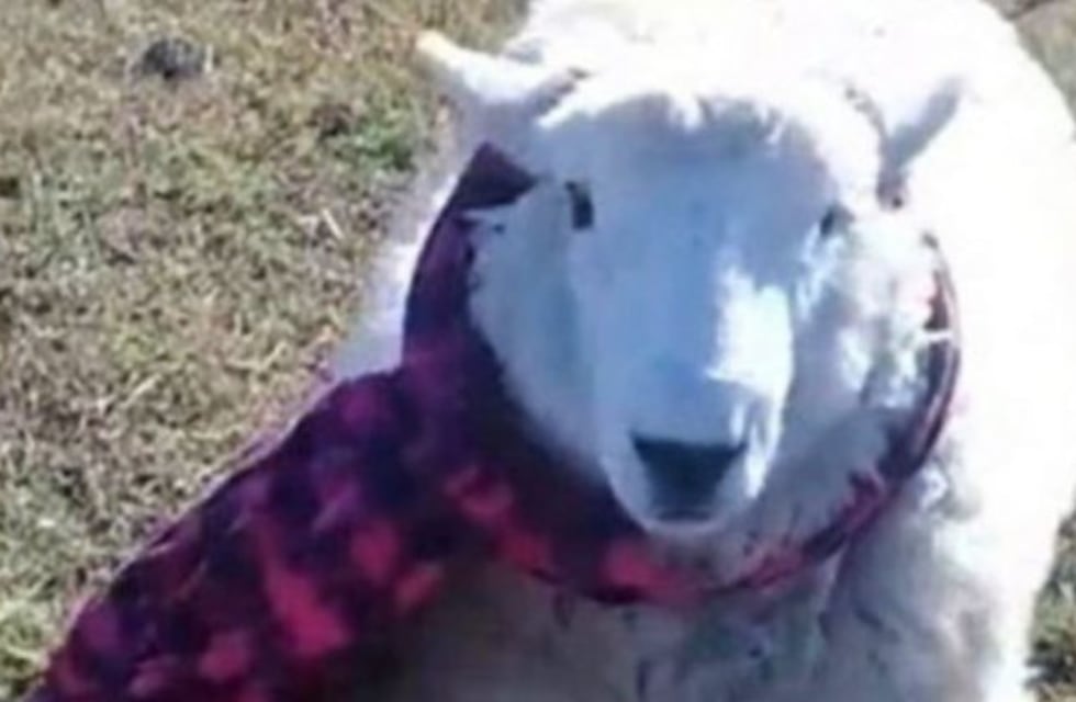 Esquilaron a Oscar, el carnero de Nogoyá que ya es toda una celebridad en TikTok