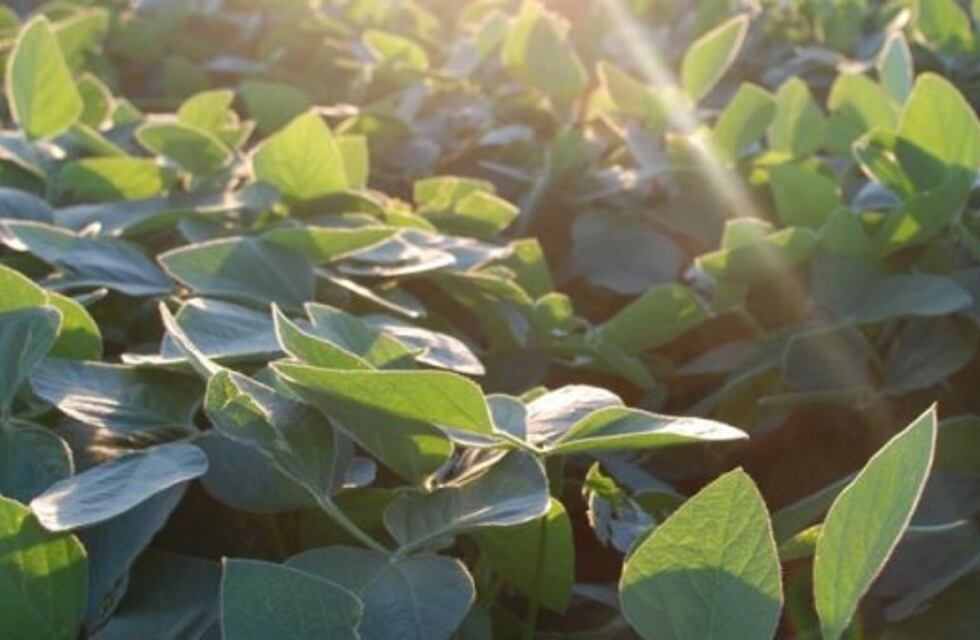 El INTA alertó sobre un incremento de enfermedades foliares en la soja en Entre Ríos