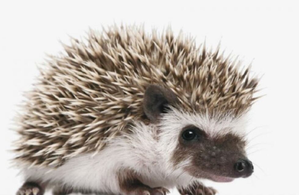 Se realizan en Córdoba las 27° Jornadas de la Escuela de Orientación Lacaniana