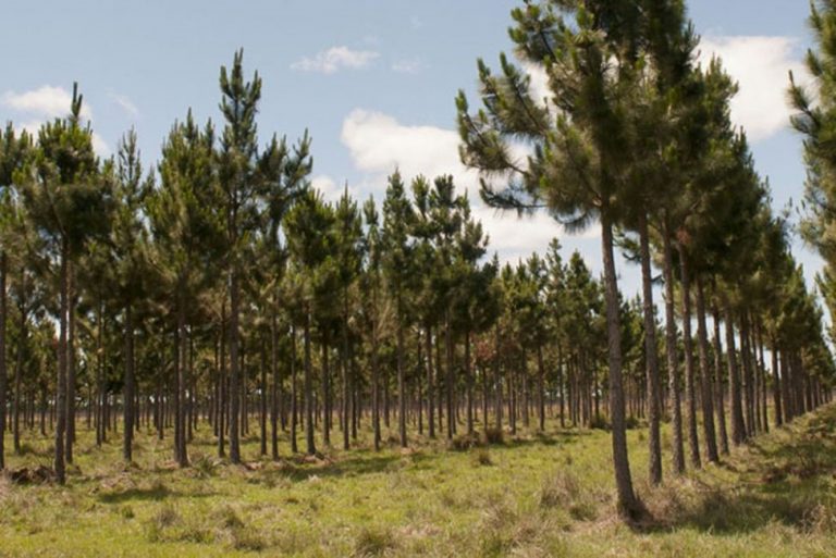 Forestación en Salta: harán una capacitación gratuita en Rosario de la Frontera