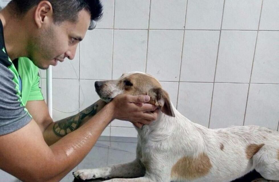 Pintaron a un perro callejero y tuvieron que reparar el daño