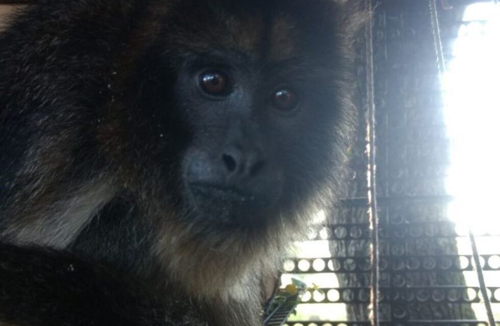 Fueron por un robo y hallaron explosivos y un mono Carayá