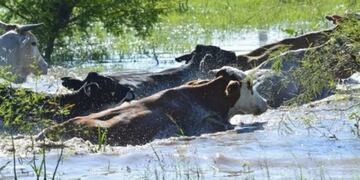 El gobierno nacional homologó la declaración de emergencia y desastre agropecuario para tres provincias