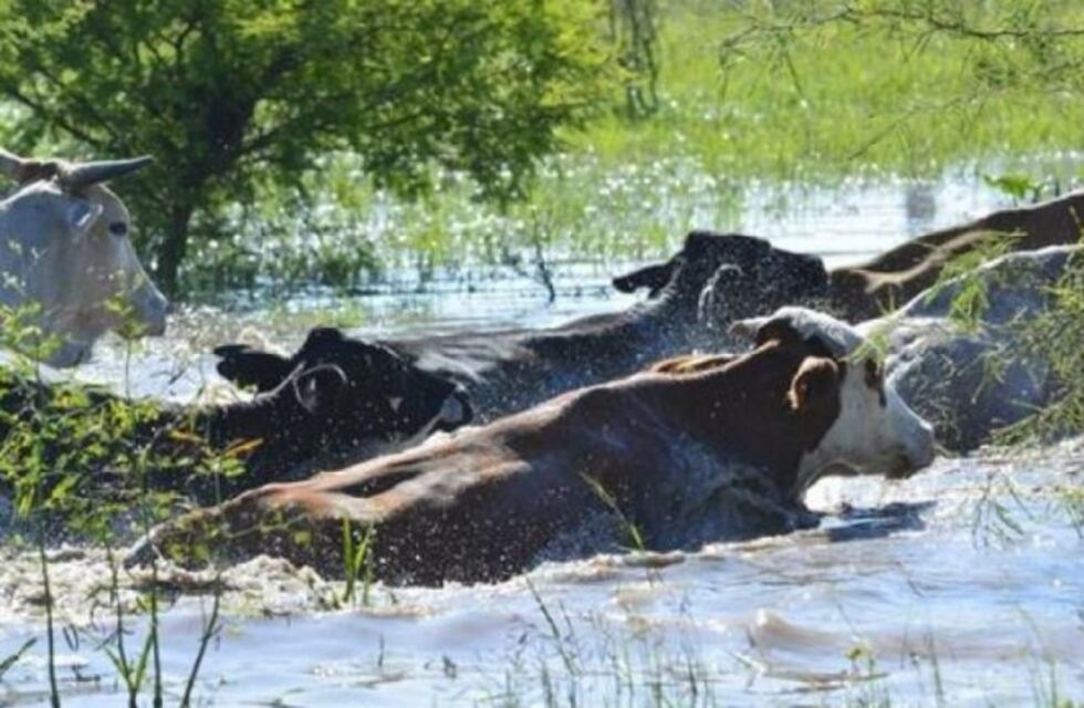 Nación homologó la declaración de emergencia y desastre agropecuario para Formosa