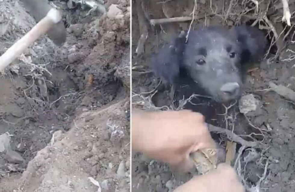 Emotivos videos de un mendocino que rescata perritos tapados de escombros