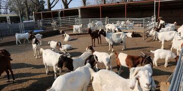 Se expondrá el frigorífico caprino como modelo productivo