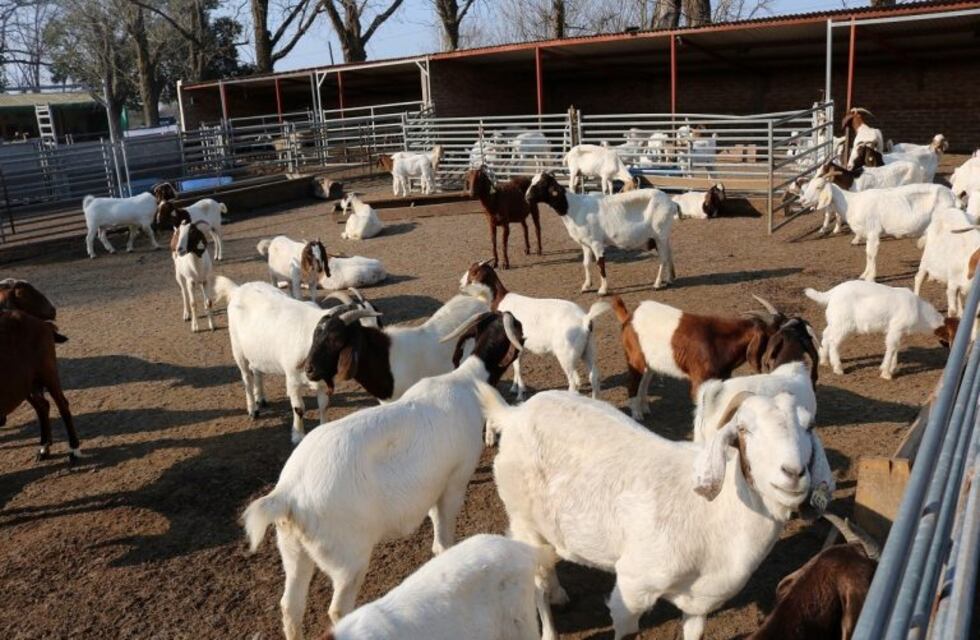Se expondrá el frigorífico caprino como modelo productivo