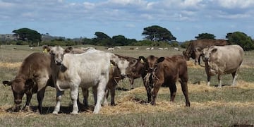 murray grey 2\u002E WIKI\u002E