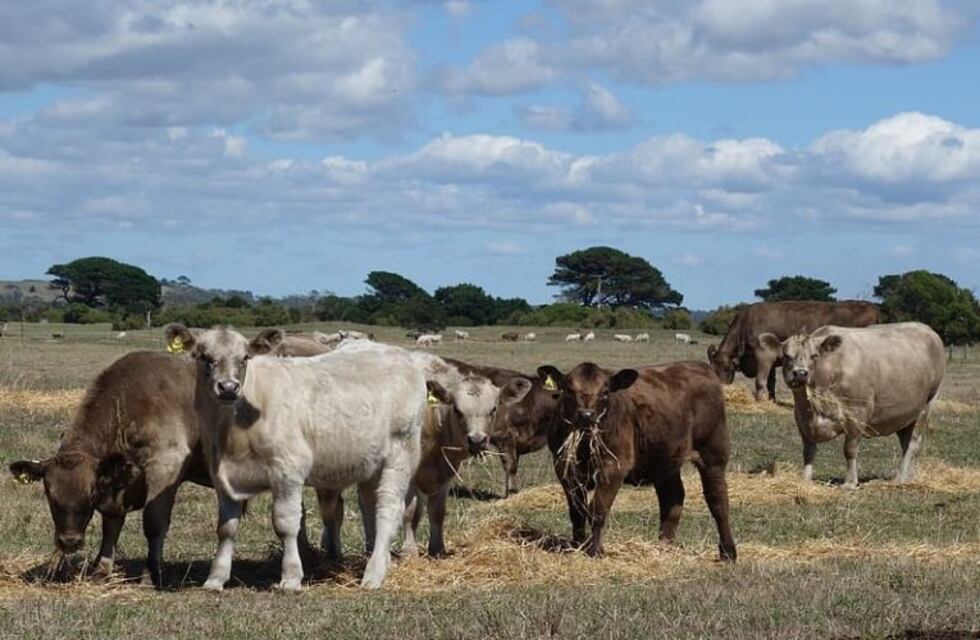 Murray Grey, raza originaria con amplias fortalezas.