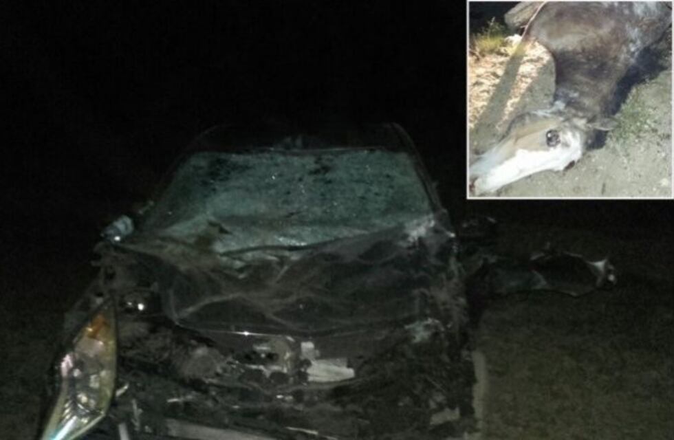 Una pareja chocó con un caballo y se salvó de milagro