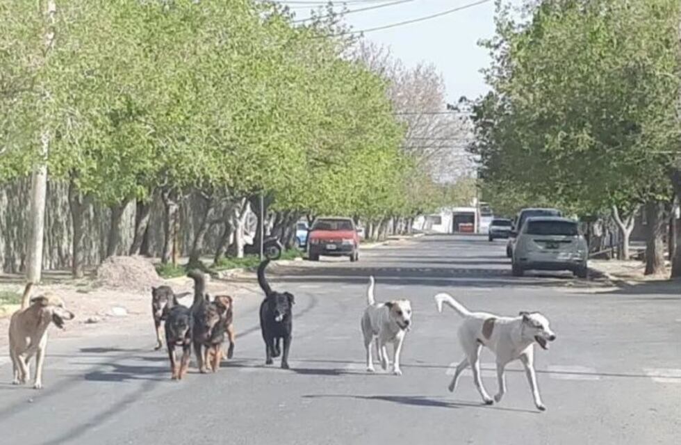 Censarán los perros callejeros de la Ciudad de San Juan para elaborar un plan de acción
