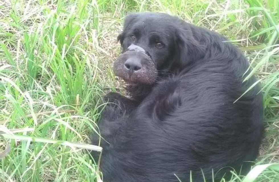 Maltrato animal: rescataron a un perro que tenía el hocico atado con un precinto