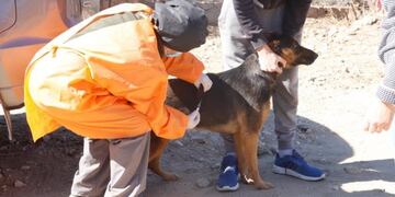 6733 perros y gatos fueron vacunados en Carlos Paz. (Foto: prensa municipal).