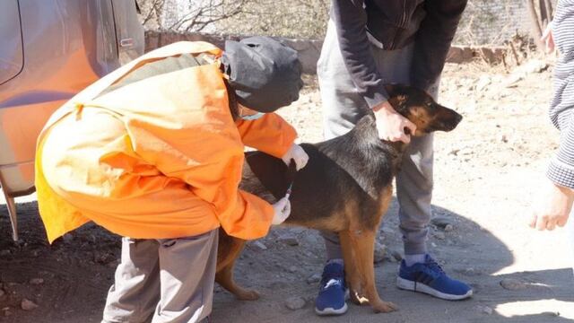 6733 perros y gatos fueron vacunados en Carlos Paz. (Foto: prensa municipal).