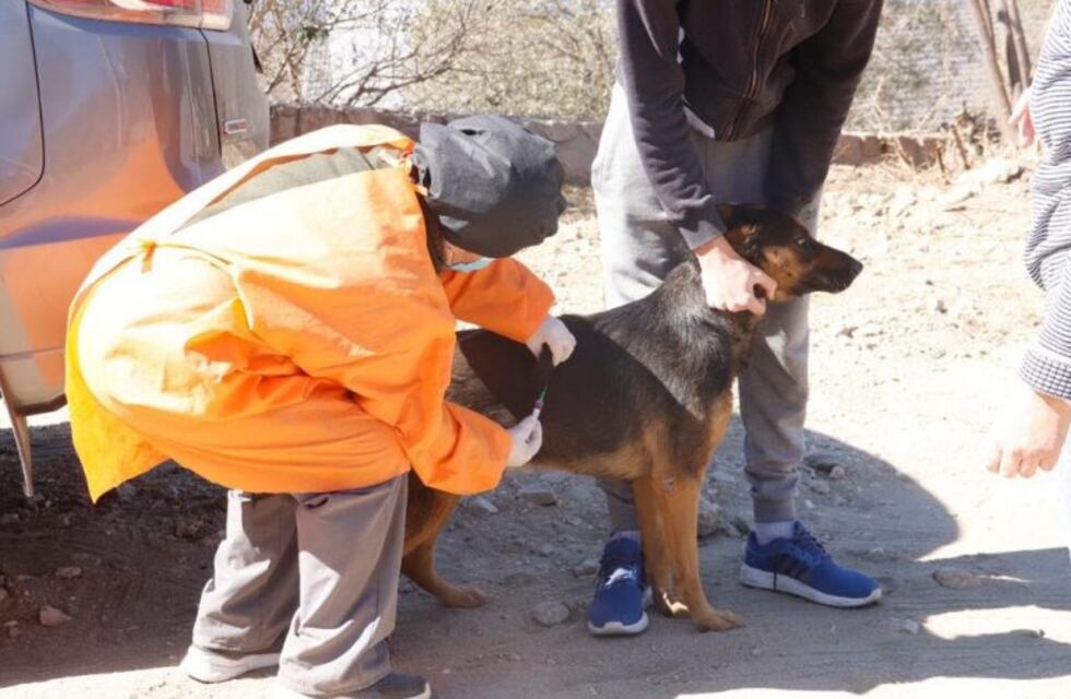 Jornada especial en la costanera de Carlos Paz para nuestras mascotas