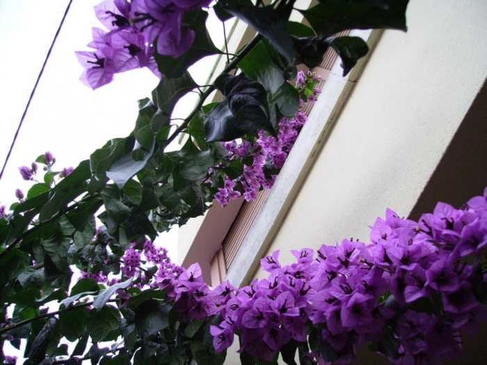 Plantas trepadoras, belleza en ascenso