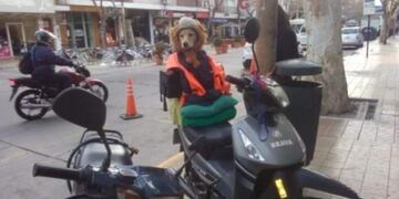 Renata es la perra sanjuanina que viaja en moto con su dueña\u002E