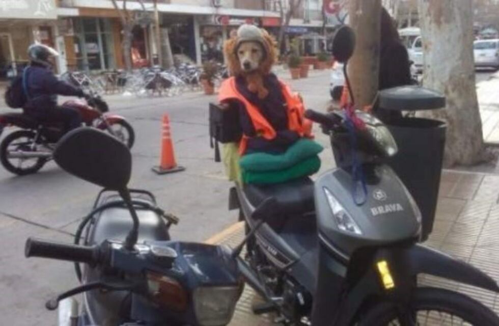 Renata, la perrita con casco y chaleco que viaja en moto con su dueña