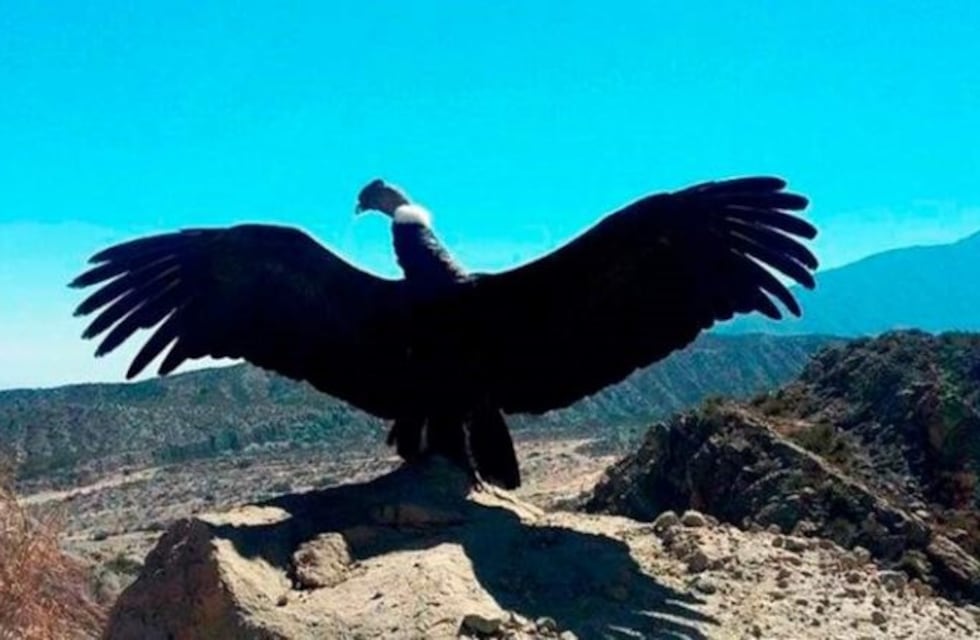 El Gobierno de Mendoza demandó a privados por la muerte de 34 cóndores