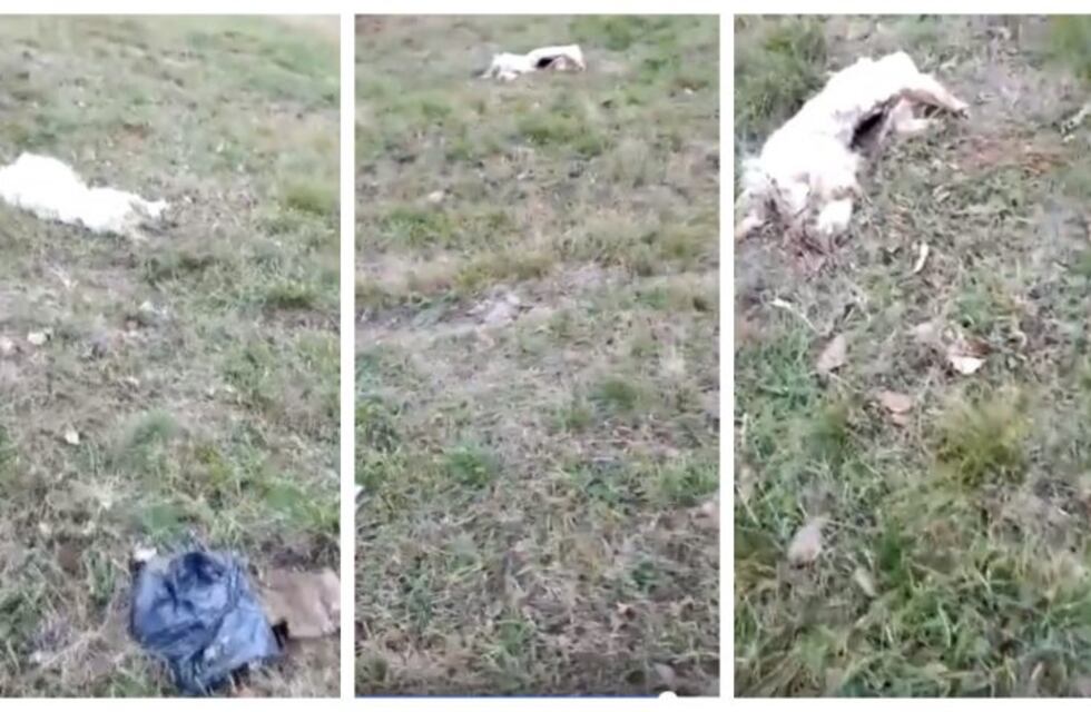 Macabro hallazgo en barrio Rucci: aparecieron ocho perros mutilados