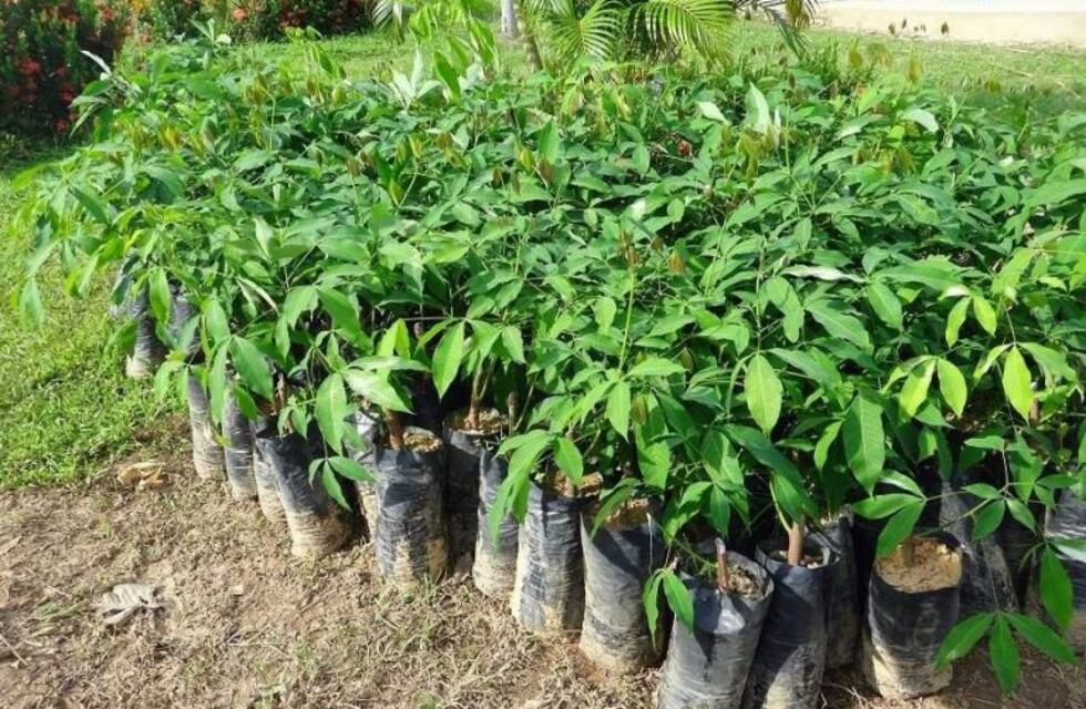 El sábado habrá entrega de árboles en Plaza Casado de Carlos Paz